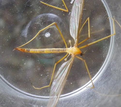 Réf. 286 479 : Pedicia littoralis